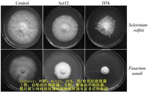 真菌的定义、分类、起源和演化 - 消费提示 - 抗菌产业网-抗菌行业门户网站