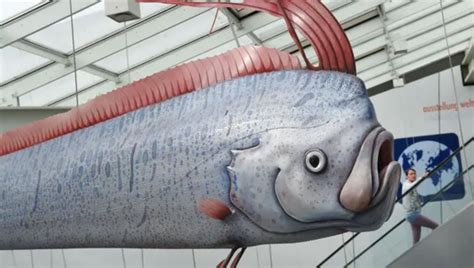 'Doomsday fish' found dead in California days before earthquake struck ...