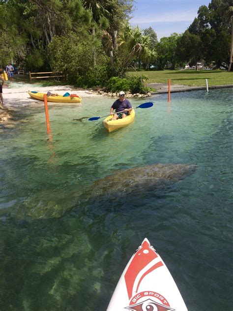 Where To See Manatees in Crystal River - Fleurty Girl Travels