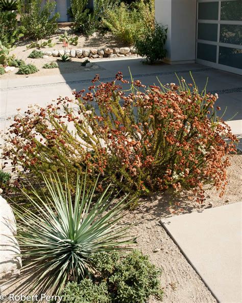 California buckwheat - Waterwise Garden Planner