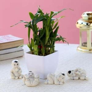 giftsvalla Classic Rakhi with Indoor Bamboo plant (? Air purifier ...