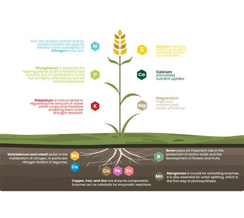 Balanced Plant Nutrition - Fertilizers Europe