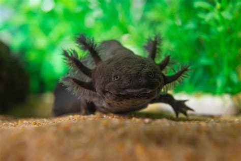 Axolotl Teeth