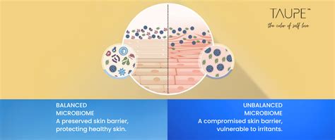 The Probiotic Advantage: How Skin Care Supports Your Skin Microbiome ...