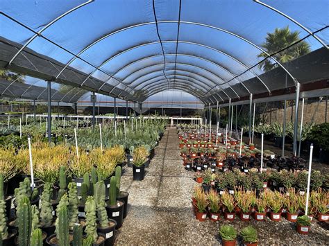 Devil Mountain Wholesale Nursery - Carmel Valley | CA Native Plant ...