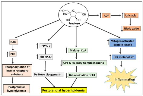 Insulin Resistance and Hypertension: Mechanisms Involved and Modifying Factors for Effective ... - mechanism of insulin resistance
