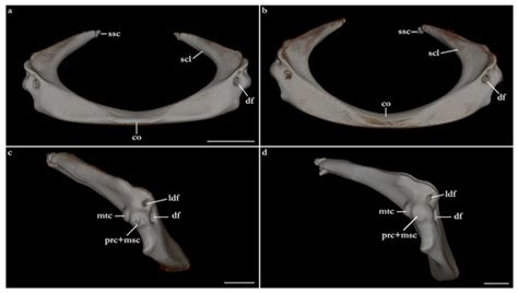 Revision of the Western Indian Ocean Angel Sharks, Genus Squatina ...