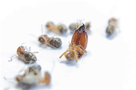 Understanding Termite Behavior - Sigma Pest Control