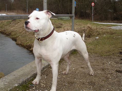 White American Bulldog American Bulldog Scott, White American Bulldogs ...