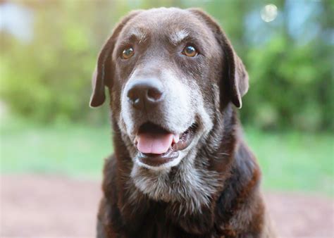 Dog Shoots Owner Dead After Stepping on His Shotgun—Reports - Newsweek