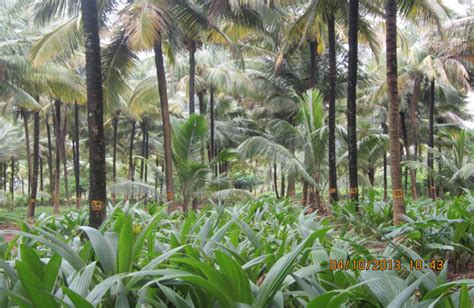 Coconut Development Board