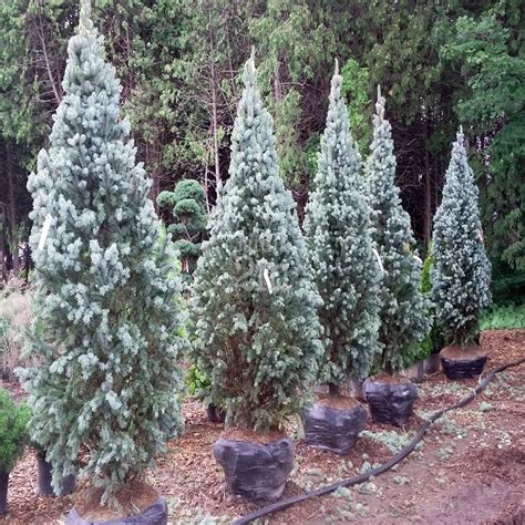 Picea Pungens Blue Totem Colorado Spruce | SiteOne