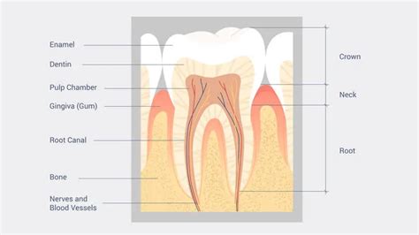 Image result for Pulp Extraction Tooth