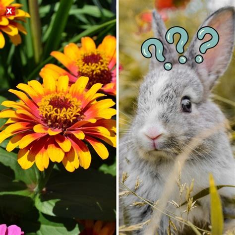 Do Rabbits Eat Zinnias? - Mazhaoyang - Medium