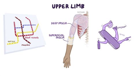 Upper Limb Muscles Diagram
