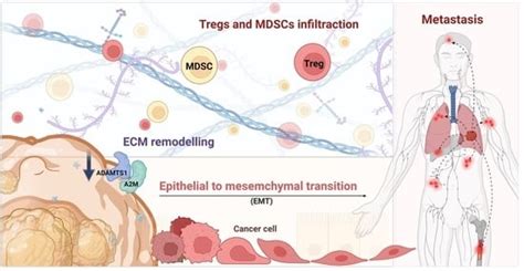 Downregulated ADAMTS1 Incorporating A2M Contributes to Tumorigenesis ...