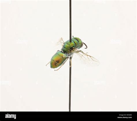 An illustration of Cephalochrysis ehrenbergi, a species of zooplankton, showing its key features ...