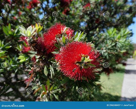 Beautiful Bright Red Callistemon or Bottle Brush Plant with Foliage ...