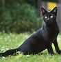 Image result for Cuteness Overload Black Cat with Kittens