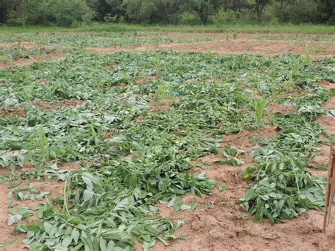 Sustainsahel - Effets des plantes ligneuses sur les paramètres de ...