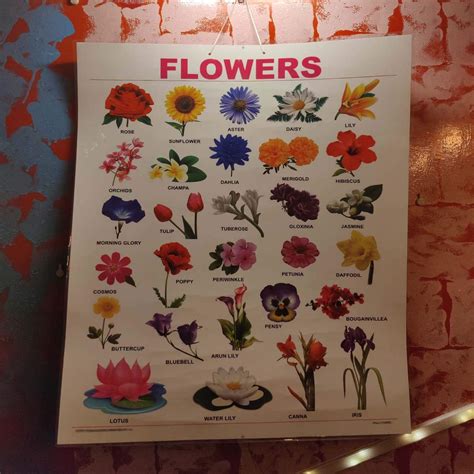 Craftwaft Poly Laminated Chart of Flowers 28x22 Inch Easy Clean Wall ...