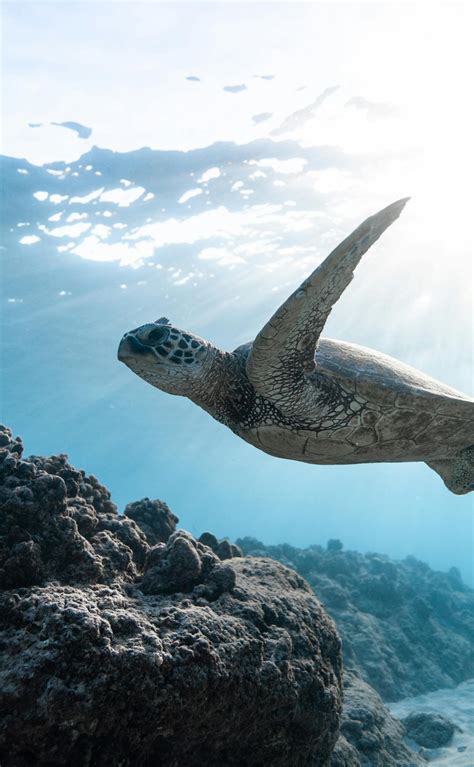 Image result for Turtle App Free Download