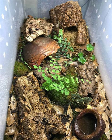 Image result for Terrarium Making111