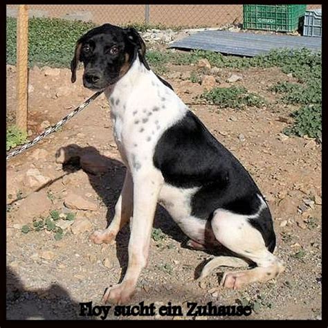 Menschenbezogener verschmuster Jagdhund-Mix Rüde Floy sucht ein Zuhause ...
