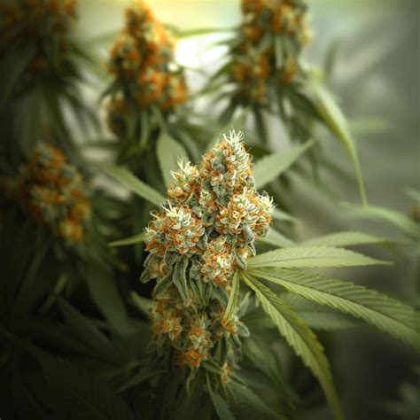 Cactus OG Weed Strain Information & Effects