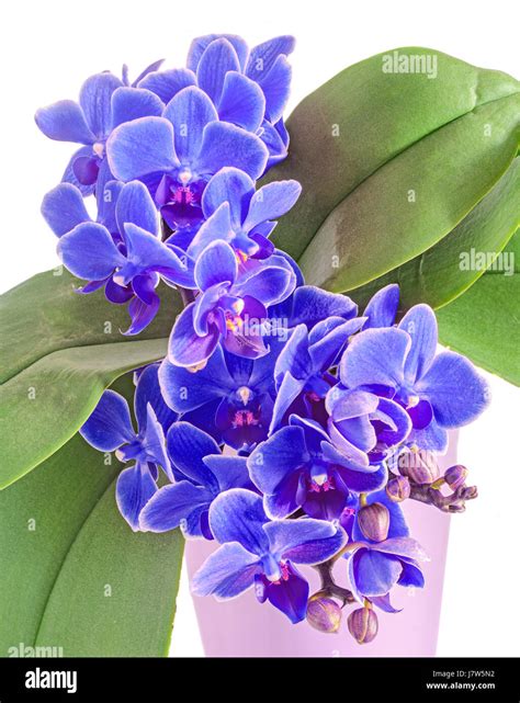 Blue orchids flowers, Orchidaceae, Phalaenopsis known as the Moth ...