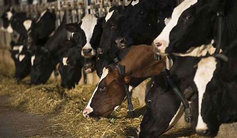 No progress in Govt cow derivative research as funds yet to release ...