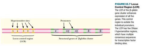 Image result for Locus Control Region Gene Expression