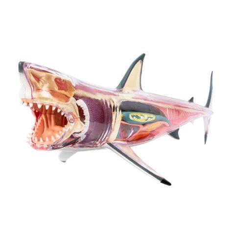 Buy DFJU Educational Model Great White Shark Anatomy Model - Detachable ...