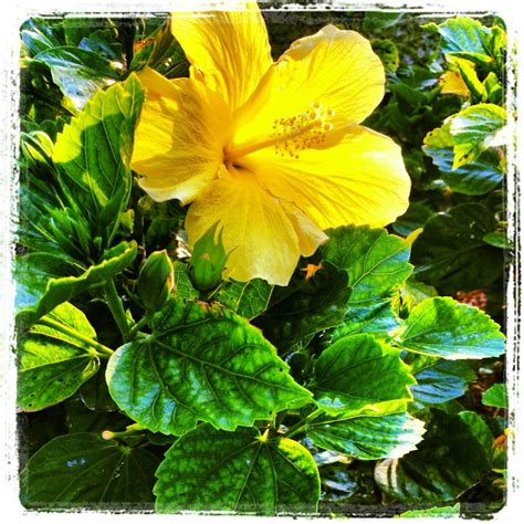 Beautiful Yellow Hibiscus Plant for Your Garden
