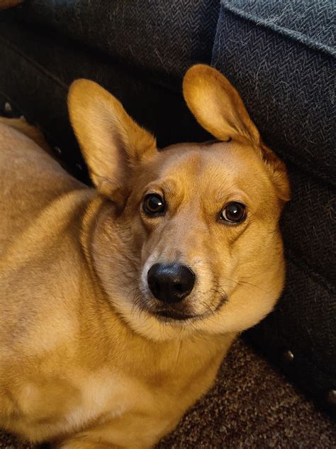 Corgi Lab Mix Available Dogs Rocky Mountain Lab Rescue