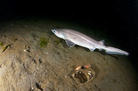 9 Deep Sea Sharks