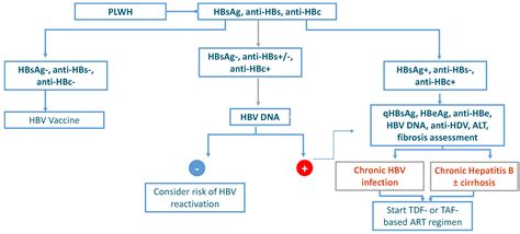 Hepatitis B Virus – Part 5 – Hepatitis Be antigen (Hbe Ag), HBV ...