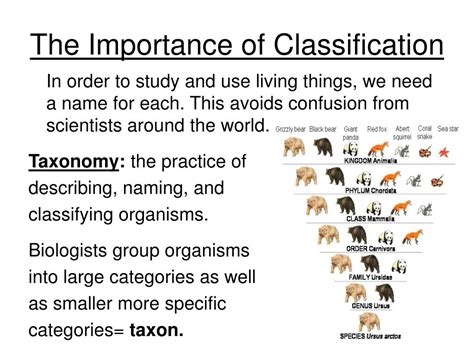 Classification Examples 的图像结果