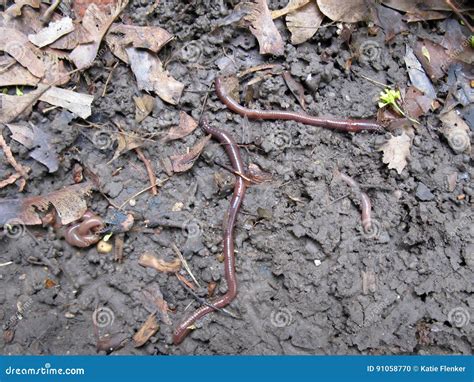 Worms in mud stock photo. Image of vermicompost, leaves - 91058770