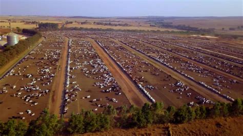 Animal Agriculture 的图像结果