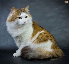 cat breed the 5 best cat breeds for an indoor only home pets4homes cat breed the 5 best cat breeds for an indoor only home pets4homes