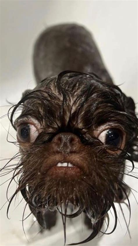 Pin by Erick Henrique on Salvamentos rápidos in 2025 | Funny looking ...