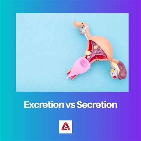 Excretion vs Secretion: Difference and Comparison