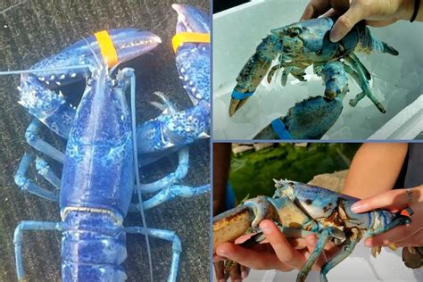 Lucky Lobsterman From Mass Catches His Second Blue Lobster