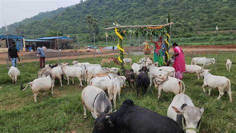 "Discover rare miniature cattle breeds like Micro Mini Cows, Punganur ...
