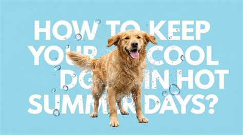 How To Keep Your Dog Cool in Hot Summer Days? • Doggozila