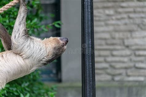 Image result for Hanging Three Toed Sloth