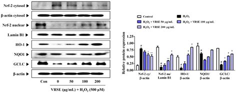 H2O2 HT22 的图像结果