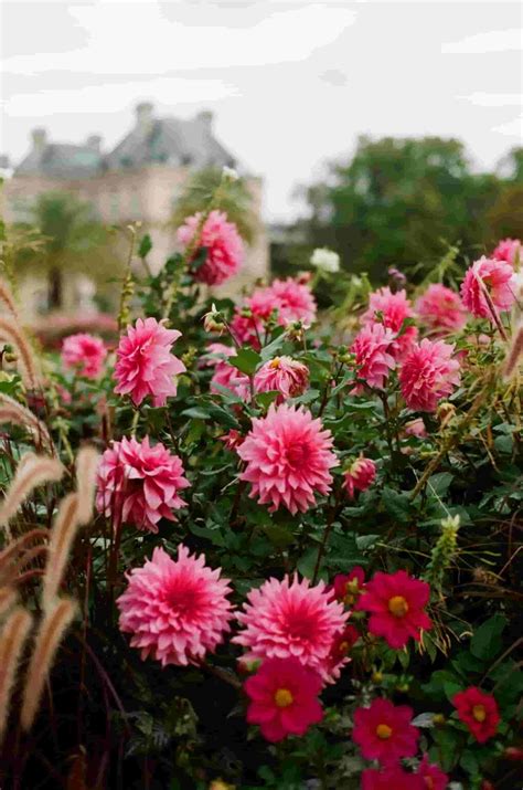 Chrysanthemums: A Comprehensive Guide To Growing And Caring For These ...