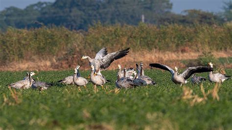 Rare Migratory Birds Flock To Latur Lakes, Delight Birdwatchers ...